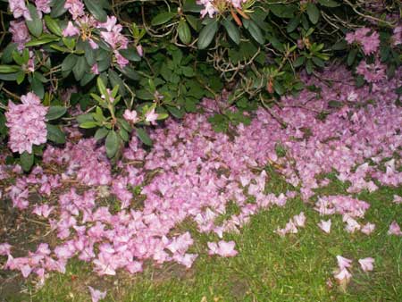 Rhododendronbuskblomblad