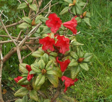 rhododendron