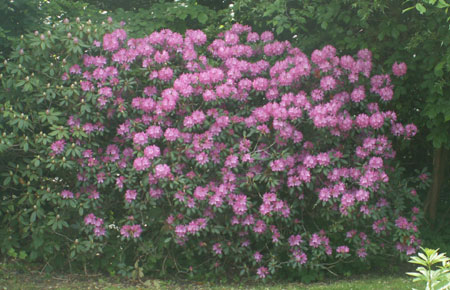 rhododendronbuske